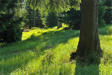 Forest, Harz National Park, Harz, Lower Saxony, Germany Foto de stock - Sin royalties Premium, Código: 600-05642056