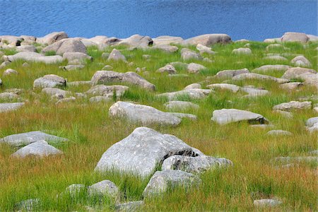 Shoreline, Oderteich, Sankt Andreasberg, Goslar, Harz, Lower Saxony, Germany Stock Photo - Premium Royalty-Free, Code: 600-05642067