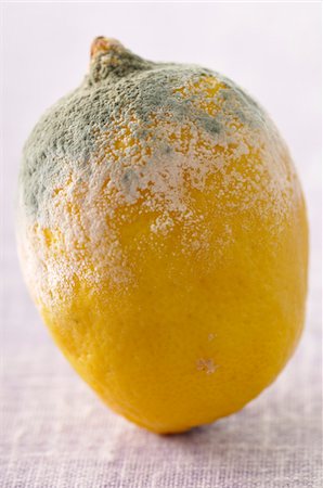 Close-up of Moldy Lemon Foto de stock - Sin royalties Premium, Código: 600-05662591