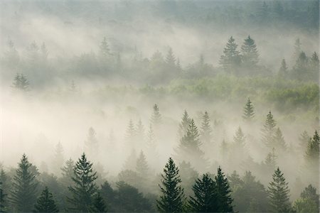 evergreens in forest - Morning Mist in Forest, Isar Valley, Wolfratshausen, Upper Bavaria, Bavaria, Germany Stock Photo - Premium Royalty-Free, Code: 600-05762074