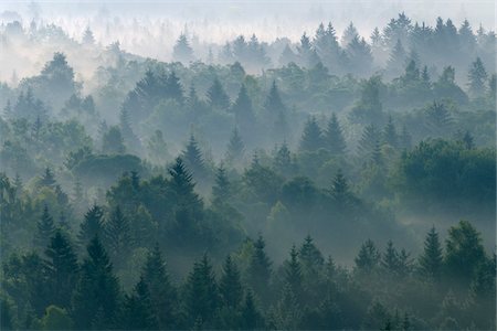 foggy (weather) - Brume matinale en forêt, vallée de l'Isar, Wolfratshausen, Haute Bavière, Bavière, Allemagne Photographie de stock - Premium Libres de Droits, Code: 600-05762077