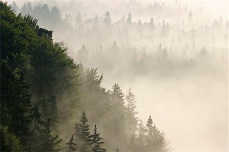 Morning Mist in Forest, Isar Valley, Wolfratshausen, Upper Bavaria, Bavaria, Germany Foto de stock - Sin royalties Premium, Código: 600-05762073