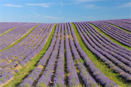 flower crop - English Lavender Field, Valensole, Valensole Plateau, Alpes-de-Haute-Provence, Provence-Alpes-Cote d´Azur, France Stock Photo - Premium Royalty-Free, Code: 600-05762085