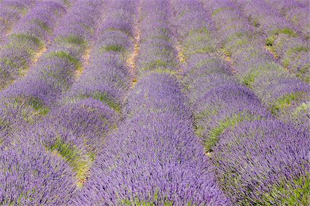 plateau de valensole - English Lavender Field, Valensole, Valensole Plateau, Alpes-de-Haute-Provence, Provence-Alpes-Cote d´Azur, France Fotografie stock - Premium Royalty-Free, Codice: 600-05762087