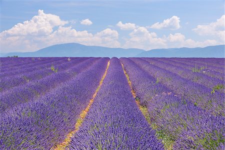 flowers in a row - English Lavender Field, Valensole, Valensole Plateau, Alpes-de-Haute-Provence, Provence-Alpes-Cote d´Azur, France Foto de stock - Sin royalties Premium, Código: 600-05762089
