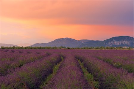 flowers in a row - English Lavender Field at Sunset, Valensole, Valensole Plateau, Alpes-de-Haute-Provence, Provence-Alpes-Cote d´Azur, France Foto de stock - Sin royalties Premium, Código: 600-05762094
