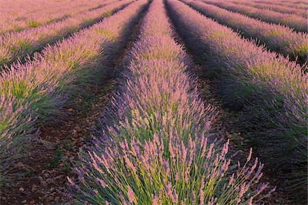 Français champ lavande, Valensole, Plateau de Valensole, Alpes-de-Haute-Provence, Provence-Alpes-Cote d Azur, France Photographie de stock - Premium Libres de Droits, Code: 600-05762095