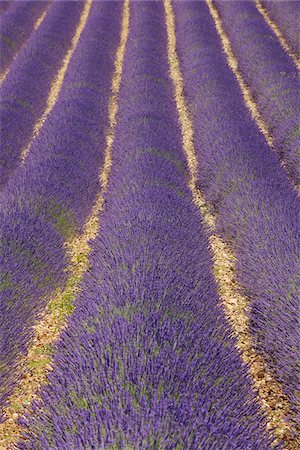 plateau de valensole - English Lavender Field, Valensole, Valensole Plateau, Alpes-de-Haute-Provence, Provence-Alpes-Cote d´Azur, France Foto de stock - Royalty Free Premium, Número: 600-05762092