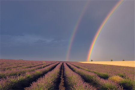 fields crops cultivation - Double Rainbow over Lavender Field, Valensole, Valensole Plateau, Alpes-de-Haute-Provence, Provence-Alpes-Cote d´Azur, France Stock Photo - Premium Royalty-Free, Code: 600-05762093