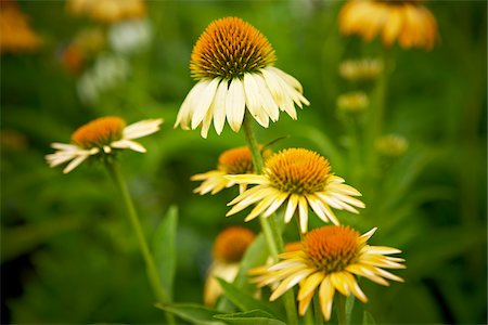 flor conífera - Echinacea Flowers, Bradford, Ontario, Canada Foto de stock - Royalty Free Premium, Número: 600-05786496