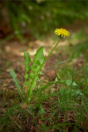 Dandelion, Bradford, Ontario, Canada Stock Photo - Premium Royalty-Free, Code: 600-05786493