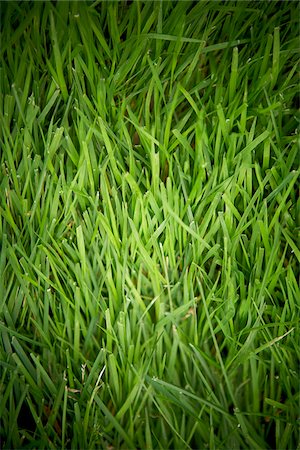 rasenflächen - Gras, Bradford, Ontario, Kanada Stockbilder - Premium RF Lizenzfrei, Bildnummer: 600-05786506
