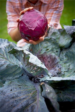 Harvesting Red Cabbage, Bradford, Ontario, Canada Foto de stock - Sin royalties Premium, Código: 600-05786508