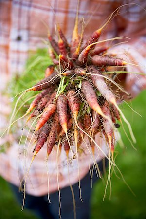 Harvesting Carrots, Bradford, Ontario, Canada Foto de stock - Sin royalties Premium, Código: 600-05786510