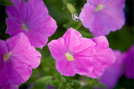 purple flower closeup - Petunias, Bradford, Ontario, Canada Stock Photo - Premium Royalty-Free, Code: 600-05786526