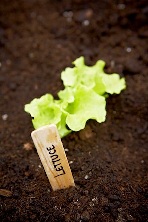 Freshly Planted Lettuce, Bradford, Ontario, Canada Stock Photo - Premium Royalty-Free, Code: 600-05786529