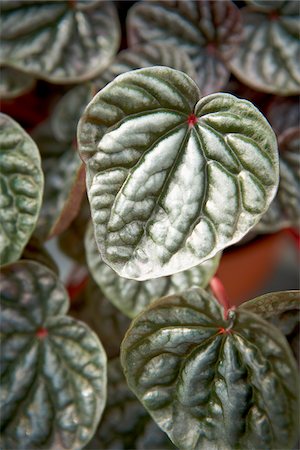 plant macro - Peperomia Leaves, Bradford, Ontario, Canada Stock Photo - Premium Royalty-Free, Code: 600-05786521