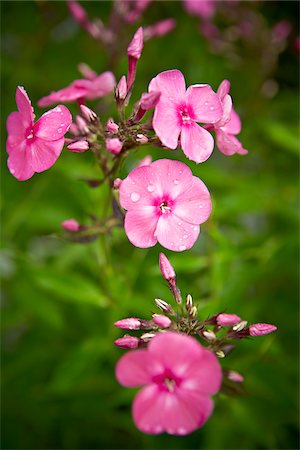 flower macro - Phlox, Bradford, Ontario, Canada Foto de stock - Sin royalties Premium, Código: 600-05786522