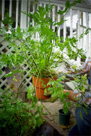 Gardener Holding Potted Parsley, Bradford, Ontario, Canada Foto de stock - Sin royalties Premium, Código: 600-05786535