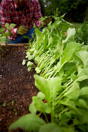 Weeding Radishes, Bradford, Ontario, Canada Stock Photo - Premium Royalty-Free, Code: 600-05786531