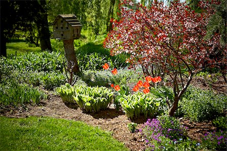 flowerbed not people - Garden, Bradford, Ontario, Canada Foto de stock - Sin royalties Premium, Código: 600-05786548