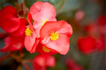 Wax Begonia, Bradford, Ontario, Canada Foto de stock - Sin royalties Premium, Código: 600-05786557