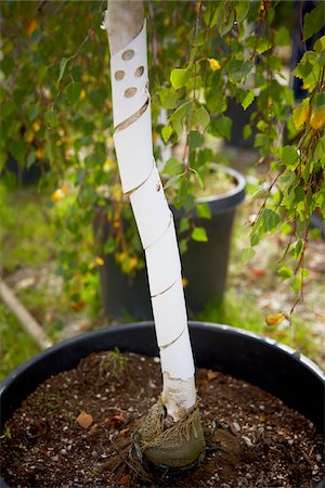 planting trees - Sapling, Bradford, Ontario, Canada Stock Photo - Premium Royalty-Free, Code: 600-05786551