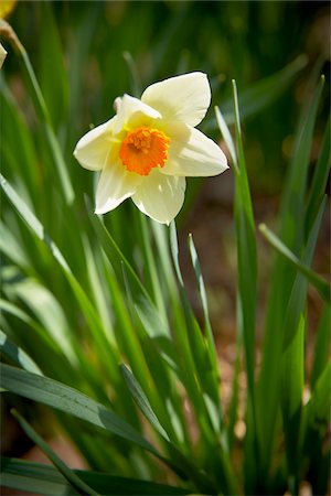 Daffodil, Bradford, Ontario, Canada Foto de stock - Sin royalties Premium, Código: 600-05786564