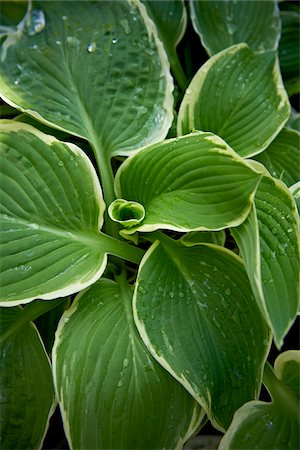 Hosta, Bradford, Ontario, Canada Stock Photo - Premium Royalty-Free, Code: 600-05786563