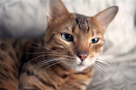 pussy picture - Bengal Cat, Ontario, Canada Foto de stock - Sin royalties Premium, Código: 600-05800585