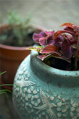 Coleus in Pot, Ontario, Canada Foto de stock - Sin royalties Premium, Código: 600-05800588