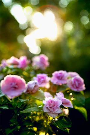 rosado - Roses, Ontario, Canada Foto de stock - Sin royalties Premium, Código: 600-05800589