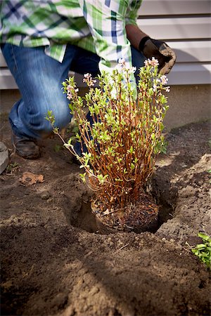 shrub - Gardener Planting Daphne Shrub, Toronto, Ontario, Canada Stock Photo - Premium Royalty-Free, Code: 600-05800598
