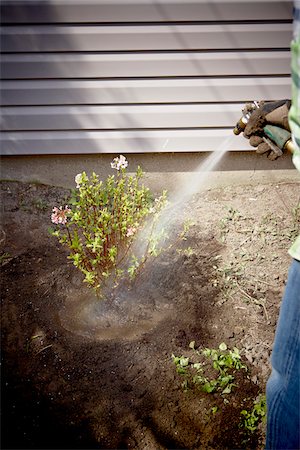 Gardener Watering freshly Planted Daphne Shrub, Toronto, Ontario, Canada Foto de stock - Sin royalties Premium, Código: 600-05800599