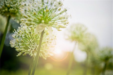 peace garden - Allium, Ontario, Canada Photographie de stock - Premium Libres de Droits, Code: 600-05800592