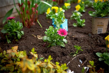 Freshly Planted Cape Daisy, Toronto, Ontario, Canada Foto de stock - Sin royalties Premium, Código: 600-05800610