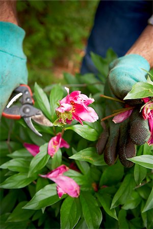 Gardener Pruning Peonies, Toronto, Ontario, Canada Stock Photo - Premium Royalty-Free, Code: 600-05800611