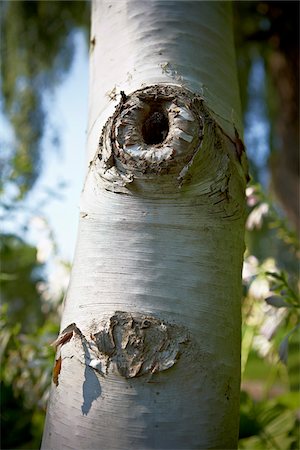 Knothole in Birch Tree, Toronto Botanical Garden, Toronto, Ontario, Canada Foto de stock - Royalty Free Premium, Número: 600-05800630