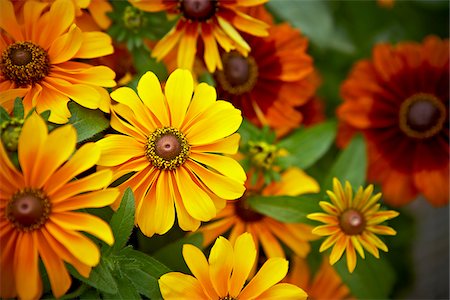 rudbeckia - Black-eyed Susan Fulgida, Toronto, Ontario, Canada Stock Photo - Premium Royalty-Free, Code: 600-05800631