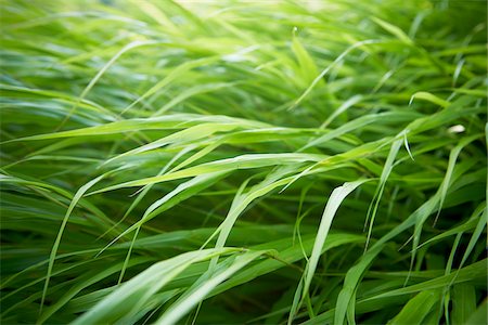 Close-up of Ornamental Grasses, Toronto Botanical Garden, Toronto, Ontario, Canada Stock Photo - Premium Royalty-Free, Code: 600-05800649