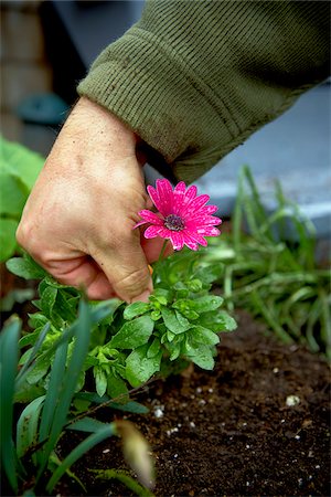 Man Deadheading Daisies in Garden, Toronto, Ontario, Canada Stock Photo - Premium Royalty-Free, Code: 600-05800641