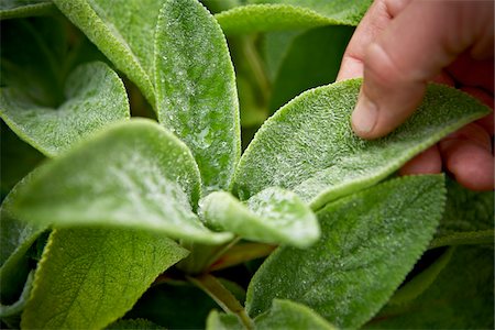 Close-up of Man touching Lamb's Ear, Toronto Botanical Garden, Toronto, Ontario, Canada Stock Photo - Premium Royalty-Free, Code: 600-05800656