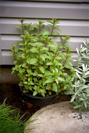 potted herbs - Potted Chocolate Mint in Garden, Toronto, Ontario, Canada Stock Photo - Premium Royalty-Free, Code: 600-05800665