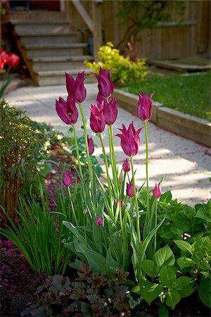 platebandes de fleur - Tulipes au jardin, Toronto, Ontario, Canada Photographie de stock - Premium Libres de Droits, Code: 600-05800678