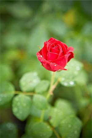 rosal - Close-up of Rose with Water Drops, Toronto Botanical Garden, Toronto, Ontario, Canada Foto de stock - Sin royalties Premium, Código: 600-05800670
