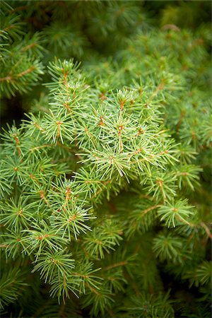Close-up of Spruce Tree, Toronto Botanical Garden, Toronto, Ontario, Canada Foto de stock - Sin royalties Premium, Código: 600-05800673