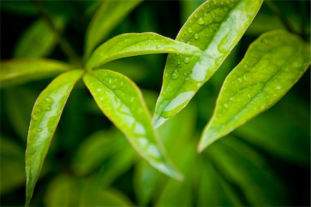 Gros plan des gouttes d'eau sur les feuilles Photographie de stock - Premium Libres de Droits, Code: 600-05803120