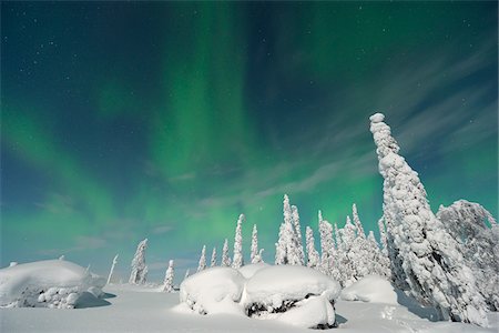 evergreen tree looking up - Northern Lights, Nissi, Nordoesterbotten, Finland Stock Photo - Premium Royalty-Free, Code: 600-05803184