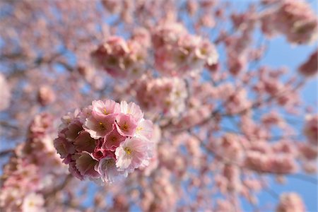 Cerisiers en fleurs au printemps, la Franconie, Bavière, Allemagne Photographie de stock - Premium Libres de Droits, Code: 600-05803187