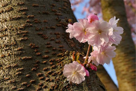 Cerisiers en fleurs au printemps, la Franconie, Bavière, Allemagne Photographie de stock - Premium Libres de Droits, Code: 600-05803188